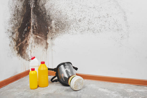 Attic Mold Removal in Newport, DE