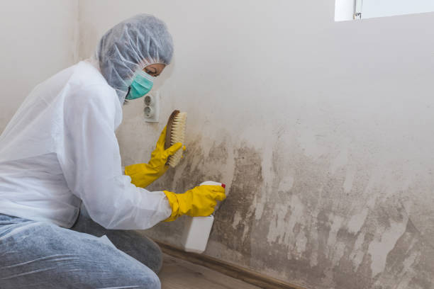 Newport, DE Mold Removal Company