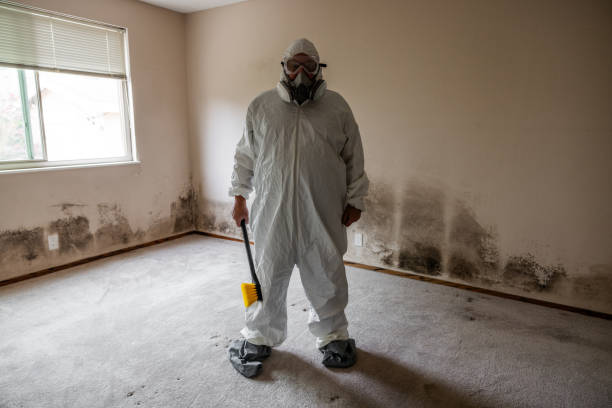 Home Mold Removal in Newport, DE