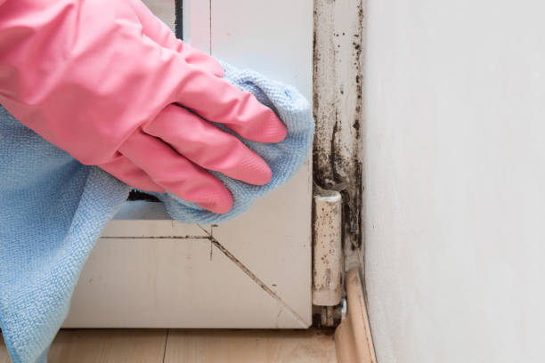 Best Professional Mold Removal  in Newport, DE